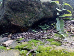 Leptodeira rhombifera