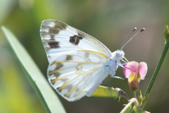 Pontia glauconome