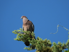 Patagioenas picazuro