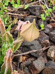 Stapelia gigantea