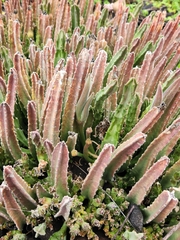 Stapelia gigantea