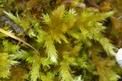 Homalothecium aureum