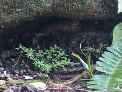 Leptodeira rhombifera