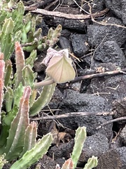 Stapelia gigantea