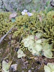 Pinguicula lilacina