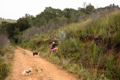 Aspalathus florifera