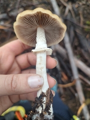 Psathyrella longistriata