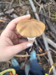 Psathyrella longistriata