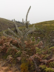 Aspalathus florifera