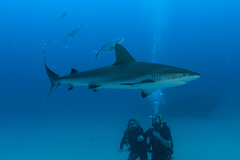 Carcharhinus perezii