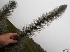 Aspalathus florifera