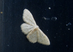 Scopula marginepunctata