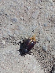 Strategus aloeus