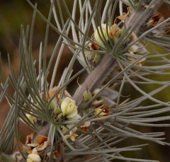Aspalathus florifera