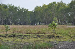 Ephippiorhynchus asiaticus