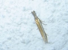 Pleurota aristella