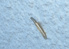 Pleurota aristella