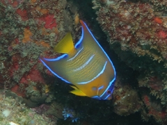 Holacanthus ciliaris