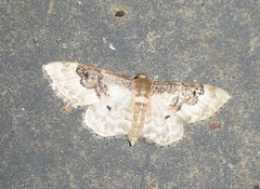 Idaea rusticata