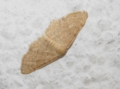 Idaea belemiata