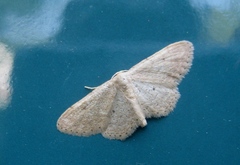 Idaea belemiata