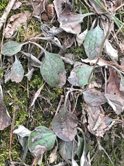 Antennaria plantaginifolia