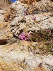 Centranthus longiflorus