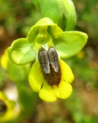 Ophrys lutea
