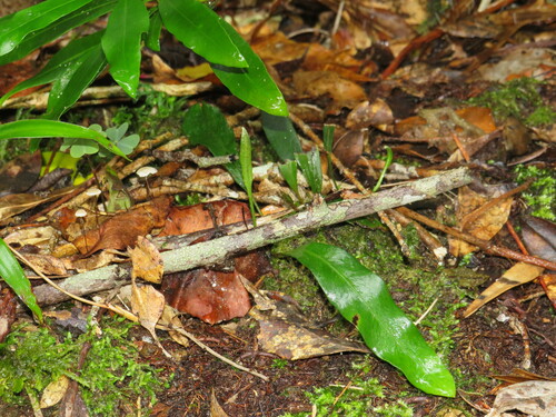 Buck Tongue Fern (Elaphoglossum angustatum)