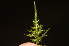 Calliergonella cuspidata