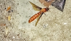 Dorylus fulvus