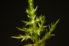 Calliergonella cuspidata