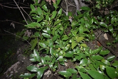 Prunus lusitanica hixa