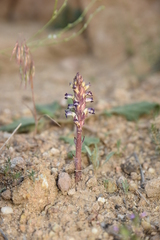 Orobanche cernua