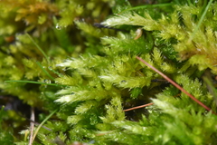 Homalothecium aureum