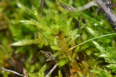 Homalothecium aureum