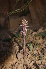 Orobanche cernua