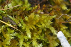 Homalothecium aureum