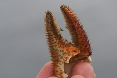 Acantholithodes hispidus