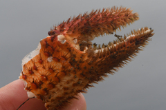 Acantholithodes hispidus
