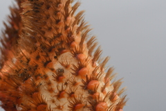 Acantholithodes hispidus