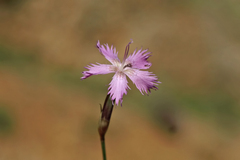 Dianthus orientalis