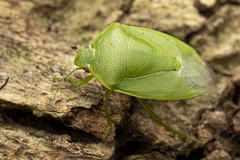 Glaucias subpunctatus
