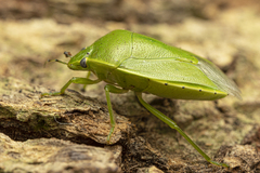 Glaucias subpunctatus