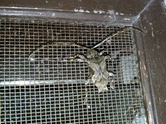 Lagocheirus araneiformis