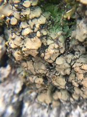 Dermatocarpon luridum