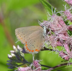 Satyrium titus