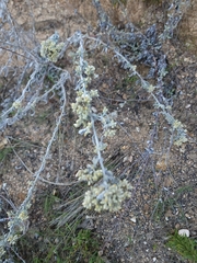 Pseudognaphalium