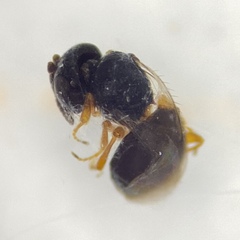 Teleasinae