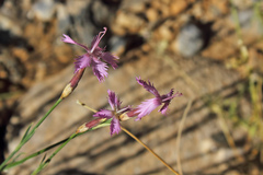 Dianthus orientalis